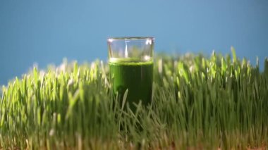 Yeşil filizlenmiş buğday tanelerinin çimenlerinden sağlıklı organik yeşil detoks suyu, yakın çekim, dönüşümlü. Yeşil yapraklar taze buğday ve buğday suyu