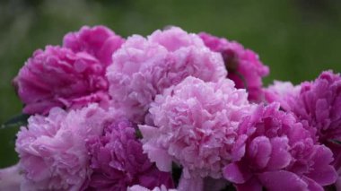 Güzel bir buket çiçek bahçedeki pembe şakayıklar, dönüyor, kapanıyor. Rüzgarda sallanan renkli şakayıklar ve yağmur damlaları 