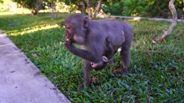 Wild Monkey Mom Her Baby Park Eats Food Given Tourists — Vídeo de stock
