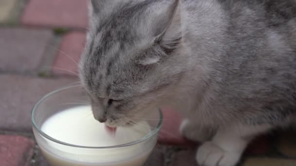 Schattig Klein Grijs Kat Drinken Melk Van Glas Kom Buiten — Stockvideo