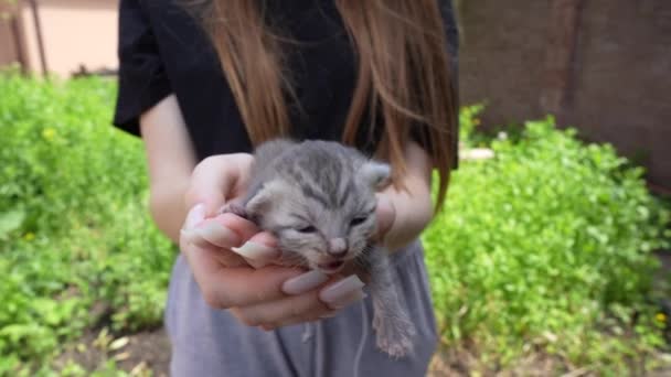 女の子の手の中に愛らしい小さな新生児子猫 閉じます 屋外の女性の手の中に非常に小さなかわいい10日間の灰色の子猫 動物保護の概念 人生の最初の日にブラインド子猫 — ストック動画