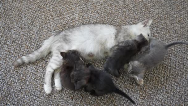 子猫の隣にいるママ猫 生後1ヶ月で母親との間に生まれたばかりの子猫 家畜を閉鎖する — ストック動画