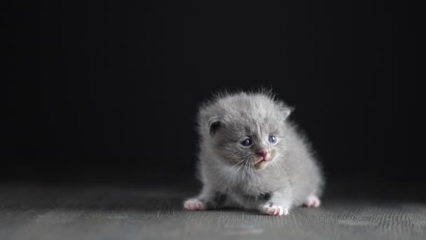 Lilla Nyfödda Grå Kattunge Väntar Katten Söta Roliga Husdjur Närbild — Stockvideo