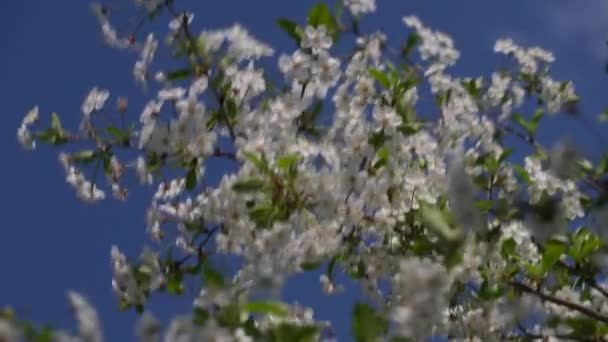 Spring Cherry Plum Tree Blooms White Flowers Flowering Tree Orchard — Stok video