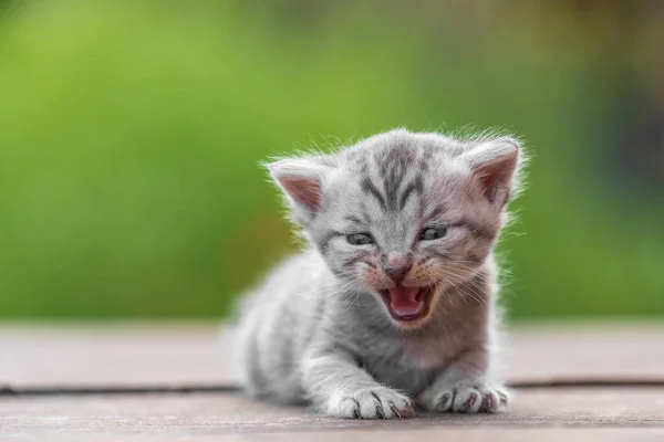 Little Newborn Gray Kitten Waiting Cat Cute Funny Home Pets — Stock Photo, Image