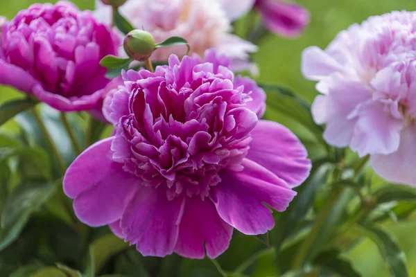 Beautiful Bouquet Flowers Pink Peonies Garden Ukraine Colorful Peonies Nature — Stock Photo, Image