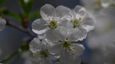 Bir armut ağacında, mavi gökyüzüne yakın bir demet beyaz çiçek açar. Meyve bahçesinde çiçek açan ağaç. Çiçek açan dal, bahar zamanı ağaçta rüzgarda sallanıyor. 