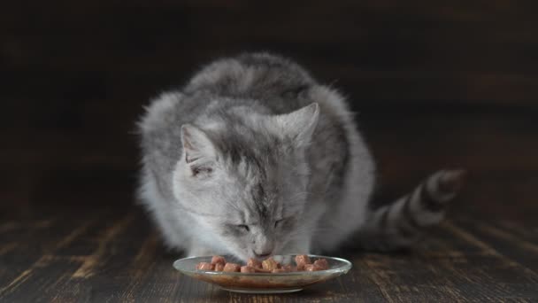 Lindo Gato Gris Come Comida Húmeda Del Plato Cerca Gato — Vídeo de stock