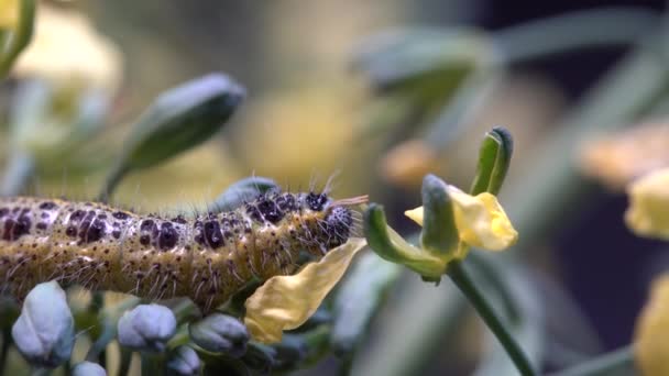 Oruga Mariposa Col Sobre Brócoli Verde Con Flores Amarillas Sobre — Vídeos de Stock