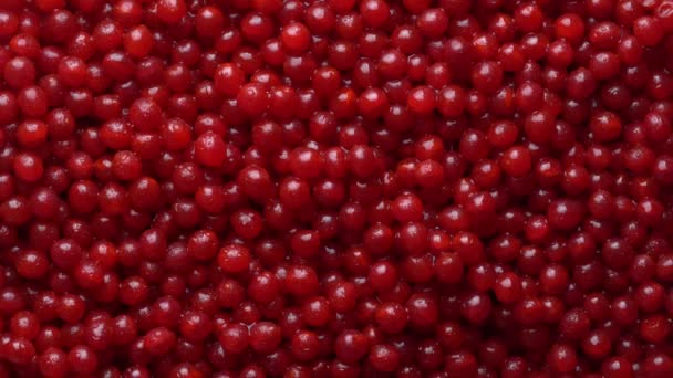 Sklizeň Červené Viburnum Nebo Guelder Růže Zblízka Horní Pohled Krásná — Stock video