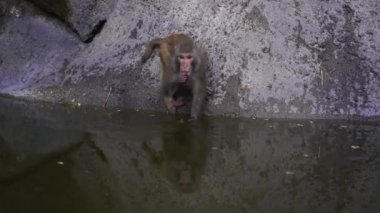 Wild monkey family on rock with pond near city Da Nang, Vietnam. Wild monkeys in the nature