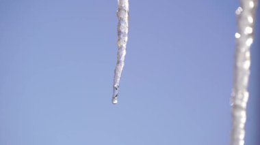 Donmuş buz saçakları, güneşli bir bahar gününde mavi gökyüzü arka planında izole edilmiş. Buz saçaklarından damlalar akıyor