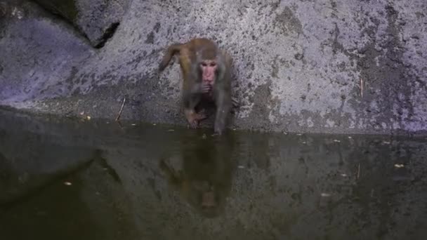 越南大农市附近的岩石上 有池塘的野生猴子家庭 大自然中的野生猴子 — 图库视频影像