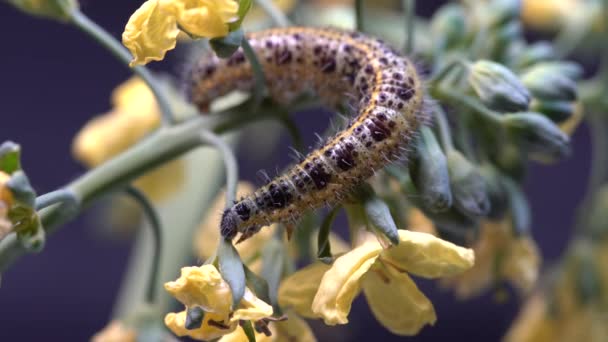 Oruga Mariposa Col Sobre Brócoli Verde Con Flores Amarillas Sobre — Vídeos de Stock