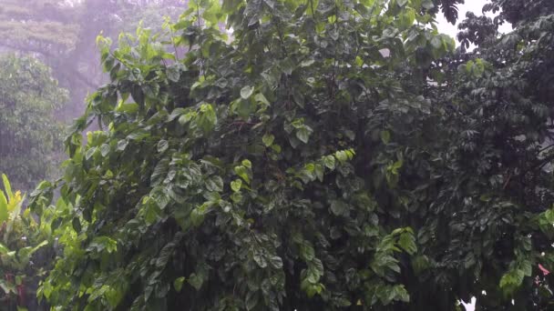 Tropikalne Krople Deszczu Spadające Zielone Liście Drzew Ogrodzie Tanzanii Afryce — Wideo stockowe