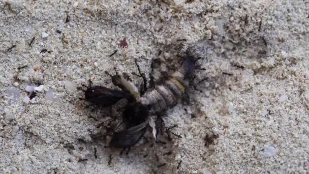 Kleine Schwarze Ameisen Schleifen Einen Großen Toten Schmetterling Sand Der — Stockvideo