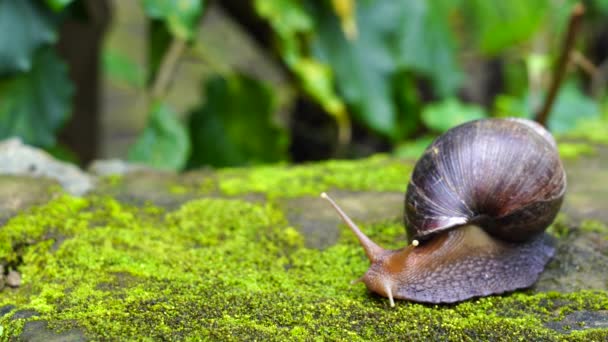 Caracol Grande Concha Arrastrándose Sobre Musgo Día Verano Jardín Arusha — Vídeos de Stock