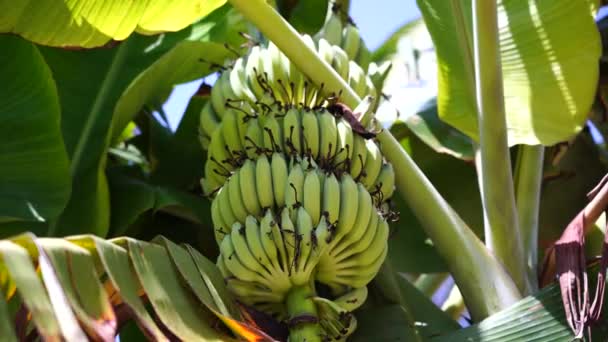Palma Bananowa Bandą Zielonych Bananów Rosnąca Terenie Wyspy Zanzibar Tanzania — Wideo stockowe