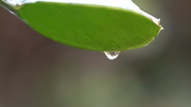 Aloe vera yeşil yapraklı, temiz meyve suyu damlatan, yakın çekim. Bir damla aloe vera çiçeği. Doğal tıp kavramı