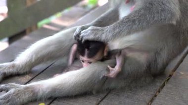Ubud, Bali, Endonezya 'daki kutsal maymun ormanlarında vahşi maymun ailesi. Maymun orman parkı seyahat yerleri ve Asya 'da maymunların vahşi yaşam ortamında yaşadığı turistik yerler.