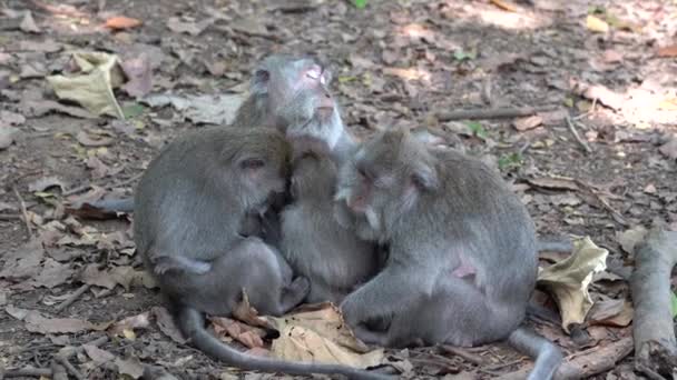 Famiglia Scimmie Selvatiche Nella Foresta Sacra Scimmie Ubud Isola Bali — Video Stock