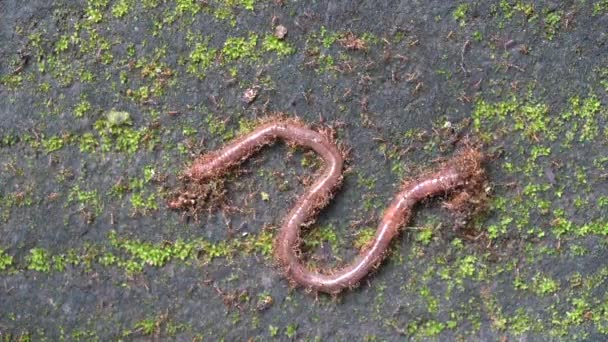 Red Little Ants Attacked Earthworm Macro Close Island Bali Indonesia — Video Stock