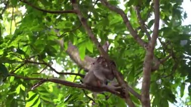 Ubud, Bali, Endonezya 'daki kutsal maymun ormanlarında vahşi maymun ailesi. Maymun orman parkı seyahat yerleri ve Asya 'da maymunların vahşi yaşam ortamında yaşadığı turistik yerler.