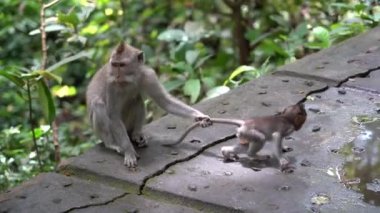 Ubud, Bali, Endonezya 'daki kutsal maymun ormanlarında vahşi maymun ailesi. Maymun orman parkı seyahat yerleri ve Asya 'da maymunların vahşi yaşam ortamında yaşadığı turistik yerler.