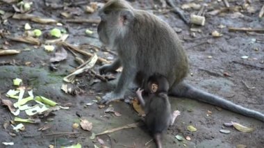 Ubud, Bali, Endonezya 'daki kutsal maymun ormanlarında vahşi maymun ailesi. Maymun orman parkı seyahat yerleri ve Asya 'da maymunların vahşi yaşam ortamında yaşadığı turistik yerler.