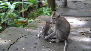 Ubud, Bali, Endonezya 'daki kutsal maymun ormanlarında vahşi maymun ailesi. Maymun orman parkı seyahat yerleri ve Asya 'da maymunların vahşi yaşam ortamında yaşadığı turistik yerler.