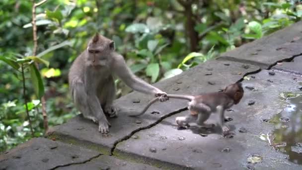 Rodina divokých opic v posvátném opičím lese v Ubud, ostrov Bali, Indonésie. Opice lesopark cestování mezník a turistické destinace místo v Asii, kde opice žijí v přírodě