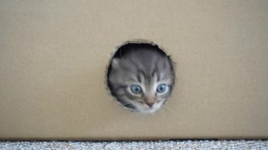 Küçük kedi yavrusu karton bir kutunun içindeki delikten çıkıyor. Kedi bir barınakta saklanır. Bir aylık hayatında sevimli bir kedi yavrusu. Evcil hayvan, açık hava 4k 