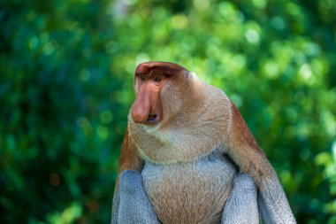 Borneo, Malezya 'nın yağmur ormanlarındaki vahşi Proboscis maymunu, Nasalis larvatus ya da Hollanda maymunu portresi. Kocaman sarkık burunlu inanılmaz bir maymun.