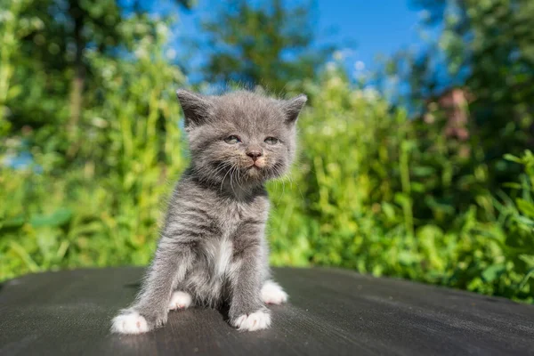 新生的小灰猫在等猫 有趣的家养宠物 把家畜关起来 1个月大的小猫生活在大自然中 — 图库照片