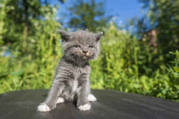 Little Newborn Gray Kitten Waiting Cat Cute Funny Home Pets Stockbild