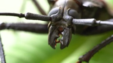 Tayland 'ın Koh Phangan adasından dev Fiji uzun boynuzlu böceği. Yaklaş, makro. Dev Fiji uzun boynuzlu böceği Xixuthrus kahramanları yaşayan en büyük böcek türlerinden biridir. Büyük tropikal böcek türleri.