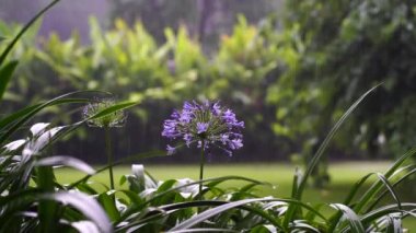 Agapanthus praecox, tropikal yağmur sırasında mavi zambak çiçeği, yakın çekim. Afrika zambağı ya da Nil zambağı, Amarillidaceae familyasının popüler bahçe bitkisidir. Tanzanya, Doğu Afrika