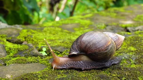 Big Snail Shell Crawling Moss Summer Day Garden Arusha Tanzania — Stock Video