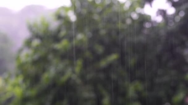 Tropiska Regndroppar Faller Gröna Trädbladen Trädgården Tanzania Östra Afrika Begreppet — Stockvideo