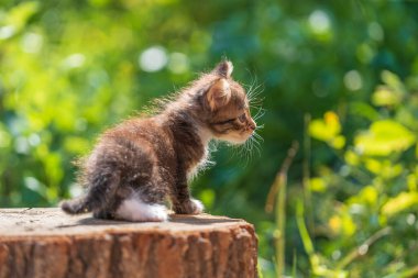 Yeni doğmuş küçük gri kedi yavrusu kediyi bekliyor. Şirin, komik ev hayvanları. Evcil hayvanı kapatın. Bir aylık yavru kedi doğada, açık havada.
