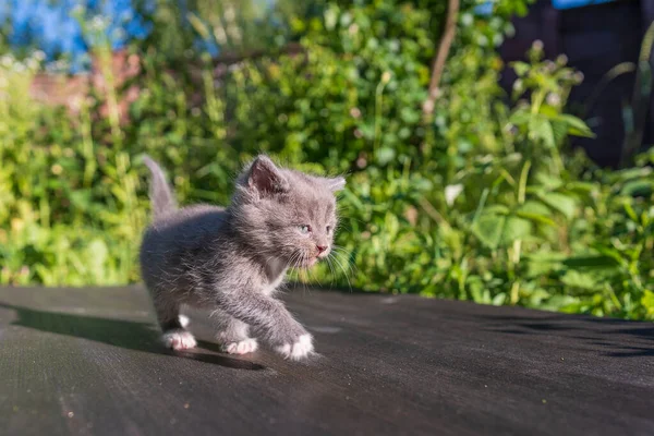 新生的小灰猫在等猫 有趣的家养宠物 把家畜关起来 1个月大的小猫生活在大自然中 — 图库照片