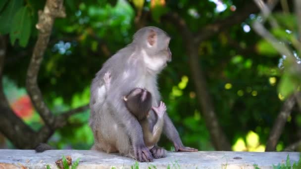 Wild Monkey Mom Her Baby Park Eats Food Given Tourists — Video