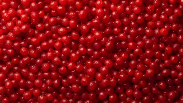 Harvest Red Viburnum Guelder Rose Close Top View Beautiful Texture — Stock videók