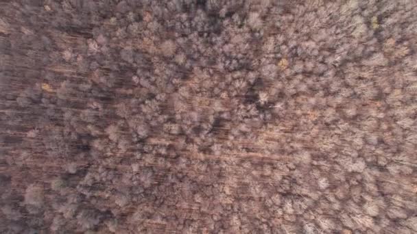 Αεροφωτογραφία Του Τοπίου Του Φθινοπώρου Δάσος Ηλιόλουστη Μέρα Φυσικό Υπόβαθρο — Αρχείο Βίντεο