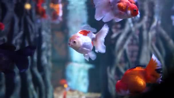 Оранда Декоративные Золотые Рыбки Плавающие Водой Обитатели Морского Мира Крупным — стоковое видео