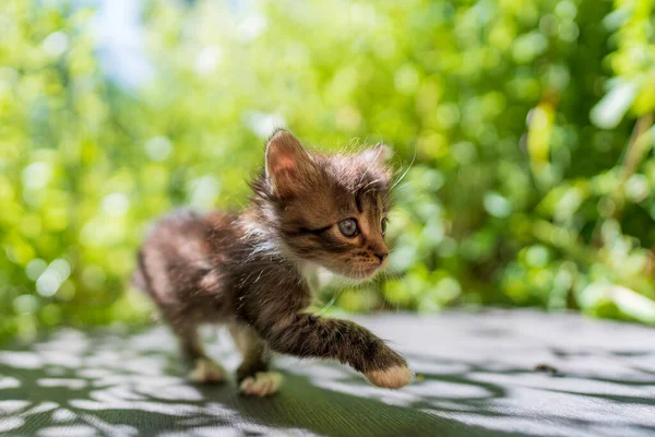 新生的小灰猫在等猫 有趣的家养宠物 把家畜关起来 1个月大的小猫生活在大自然中 — 图库照片