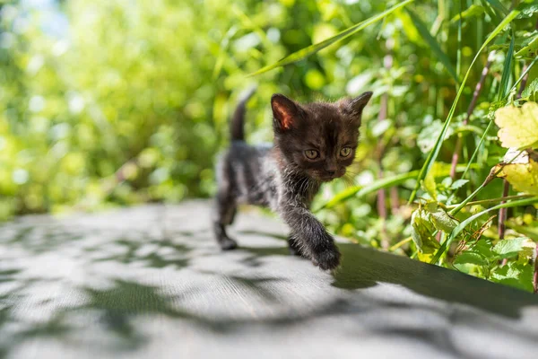 新生的黑灰小猫在等那只猫 有趣的家养宠物 把家畜关起来 1个月大的小猫生活在大自然中 — 图库照片