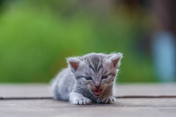 Petit Chaton Gris Nouveau Attend Chat Animaux Domestiques Drôles Mignons Image En Vente