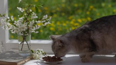 Tatlı gri kedi, pencerenin kenarındaki tabaktan ıslak yiyecekler yiyor. Yaklaş. Sağlıklı kedi iştahla yemek yer.