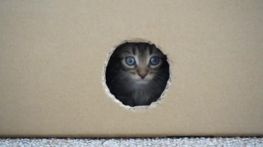 Küçük kedi yavrusu karton bir kutunun içindeki delikten çıkıyor. Kedi bir barınakta saklanır. Bir aylık hayatında sevimli bir kedi yavrusu. Evcil hayvan, açık hava 4k 